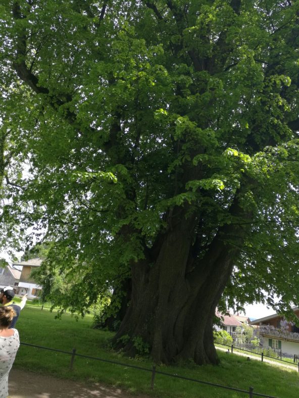 chiemsee_teambuilding2016 (26)